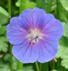 geranium-himalayense-gravetye